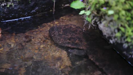 Salamandra-Japonesa-Gigante-En-Los-Ríos-De-Tottori