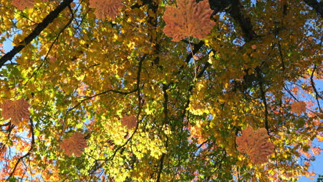 animación de hojas de otoño que caen contra la vista de ángulo bajo de los árboles y el cielo