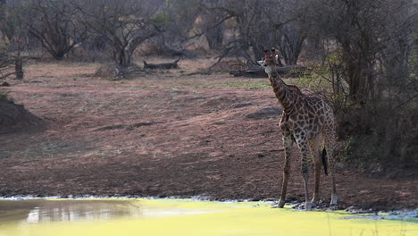 Giraffe---drinking--at-a-small,-algae-covered,-pond