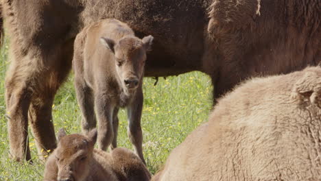 European-buffalo-Bison-bonasus-calf-standing-among-adults-in-meadow,-tele-shot