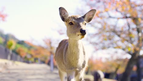 The-best-view-in-Nara