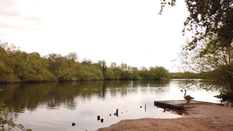 Canada-geese-standing-on-wooden-pontoon-with-ducks-in-flight-skimming-the-lake-and-other-wild-fowl-swimming-about-against-a-background-of-trees-in-England