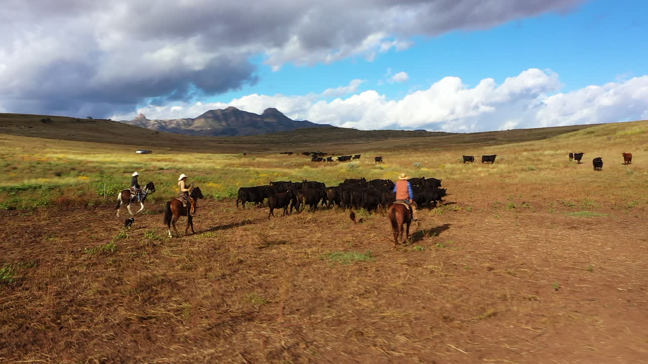 abejón de cámara lenta de ganado y vaqueros en un valle rodeado de montañas