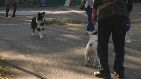 two dogs on a leash getting acquainted while walking on the road at sunny day in tokyo, japan