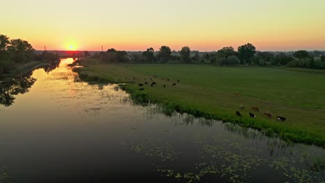 Grazing-Cows-next-to-stunning-lake-with-spectacular-scenery-during-sunrise