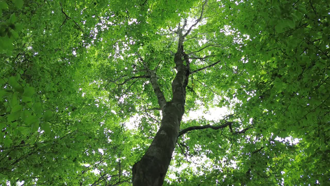 4k30p 드론 항공 사진 숲의 나무 줄기 성장이 하늘로 올라가고 있습니다.