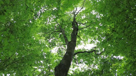 4k30p-drone-aerial-view-forest-tree-trunk-growth-going-up-to-sky-above