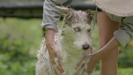 dog bathing - husky and collie mix being scrubbed with shampoo, slow motion