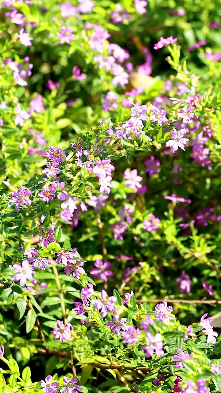 flores vibrantes florecen en un entorno verde y exuberante