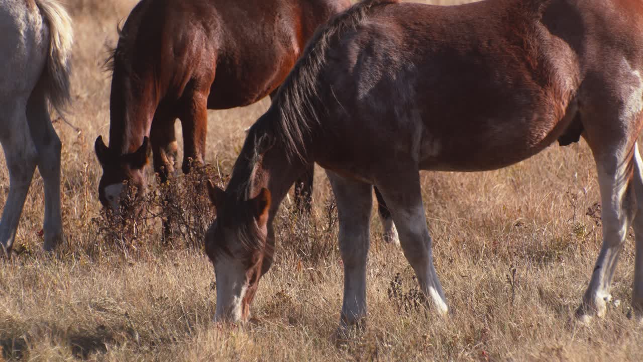 caballos pastando en el campo en otoño de cerca