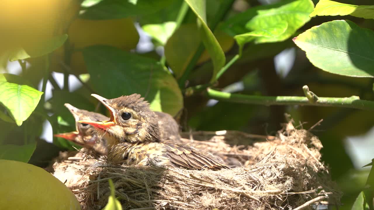 Echte Drossel im Nest füttert Küken