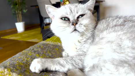 retrato en primer plano de un gato persa blanco muy hermoso con ojos hermosos