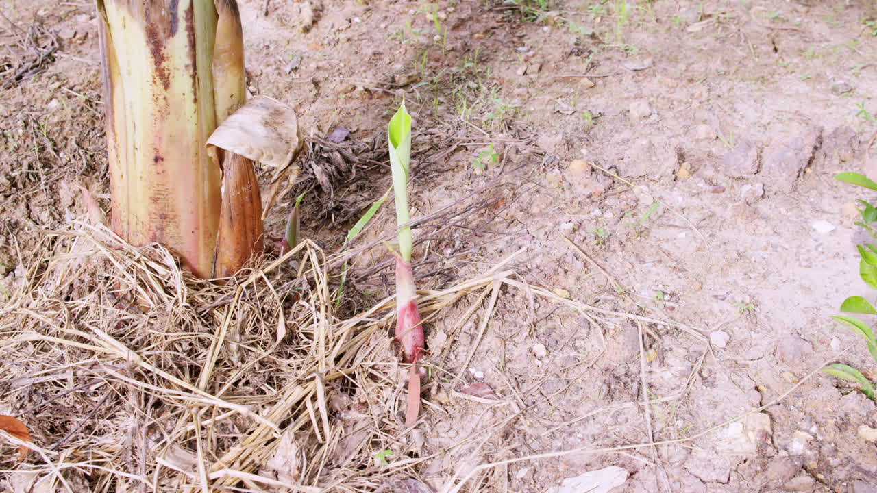 Witness vibrant growth of young plants in their natural environment showcasing nature's resilience