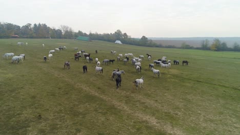 Luftaufnahme-Von-Lipizzanern-Auf-Dem-Offenen-Feld-Am-Morgen