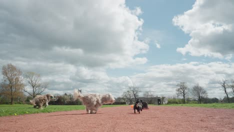 canine chasing pack, happy doggies, bouncing ball, slow motion scenery
