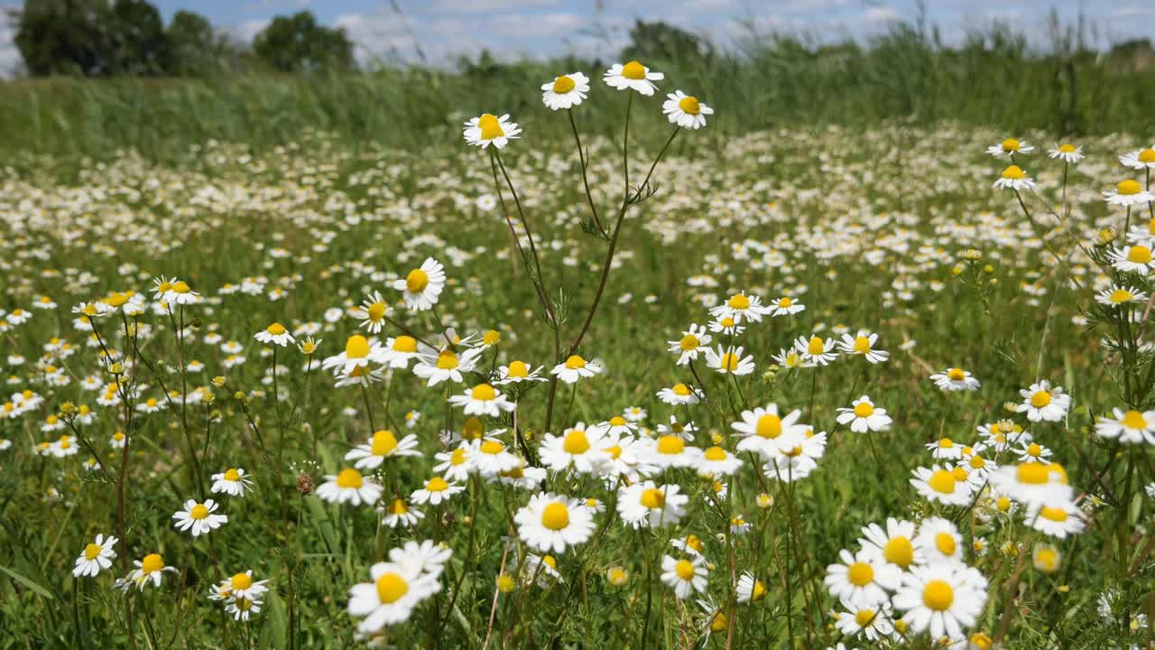 manzanilla en un campo en un día soleado pero ventoso