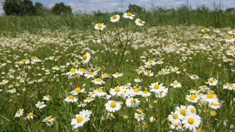 Kamille-Auf-Einem-Feld-An-Einem-Sonnigen,-Aber-Windigen-Tag