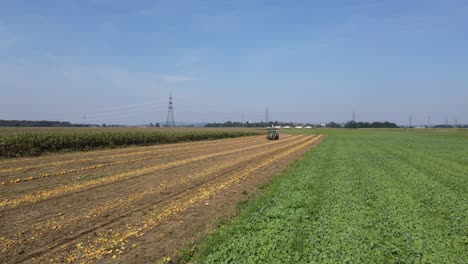 aerial drone view over field of pumpkins with harvester