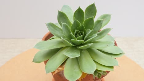 Sempervivum-O-Casa-Puerro-Suculento