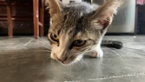 cute indonesian kitten eating something on the floor at home