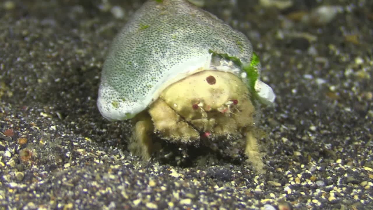 뒤에 작은 스폰지가 있는 졸린 스폰지 게는 카메라를 향해 모래 바닥을 걸어갑니다.