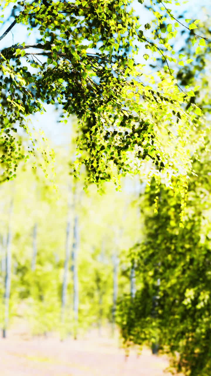 A picturesque view of a birch forest