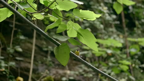 small bird on a wire in a forest