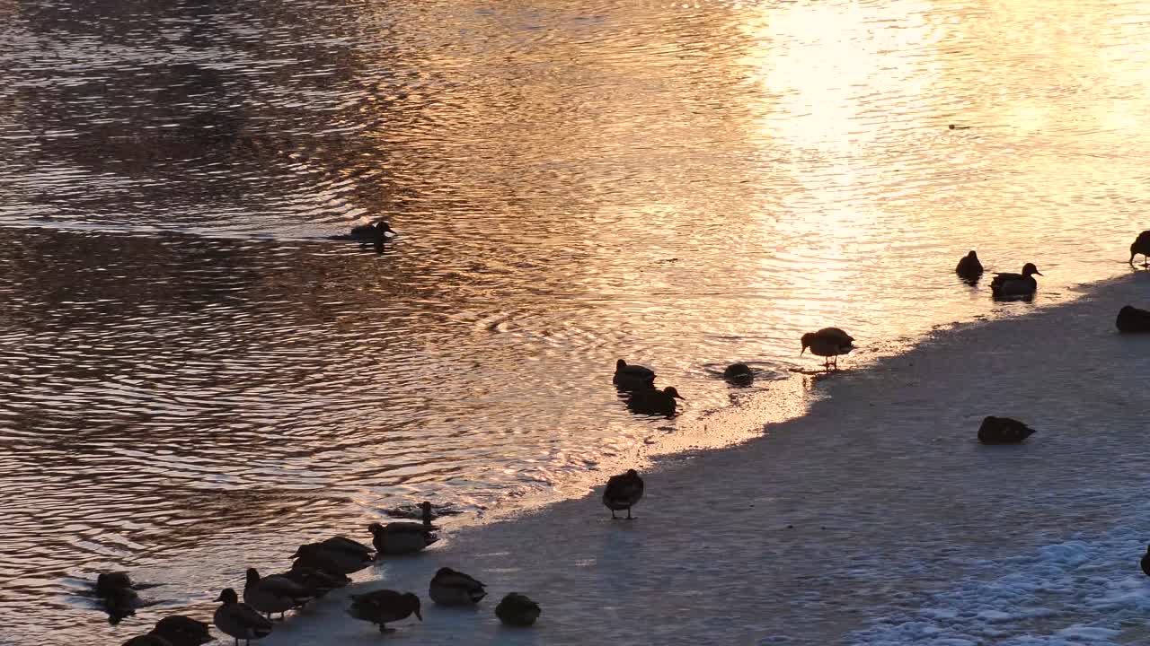 얼어붙은 강에서 목욕하는 오리들