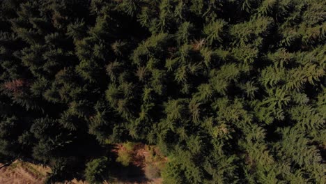 Drone-rising-shot-of-a-forest-in-the-peak-district-bamford-edge-near-lady-bower-reservoir-on-a-sunny-day-shot-in-4K-on-the-mavic-air