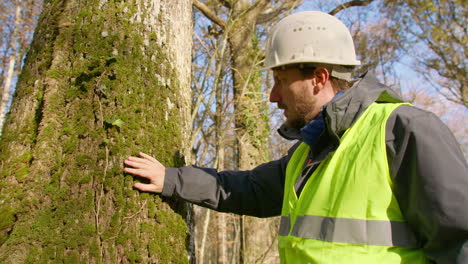 male engineer touching the tree trunk with his hand analyzing its texture, handheld