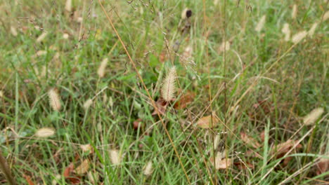 Grasses-blowing-in-the-wind-leaves-on-the-gound