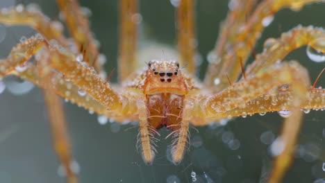 yellow hairy spider sitting motionless on intricate spiderweb, glistening with morning dew drops amid lush forest greenery, blending seamlessly into natural woodland environment
