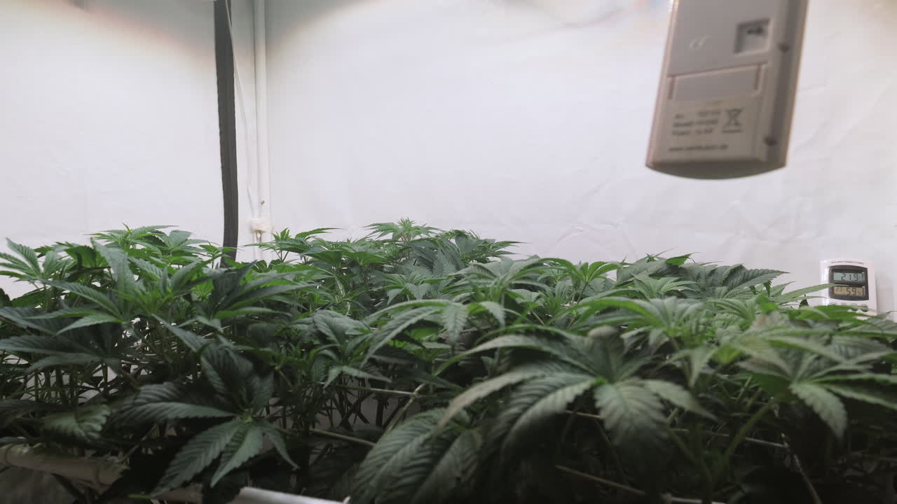 disparo en cámara lenta de una planta de cannabis que crece en una tienda de cultivo