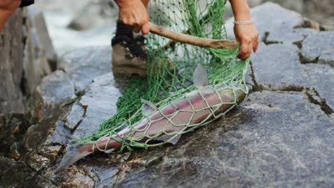 traditional indigenous first nations salmon fishing along a river in bc