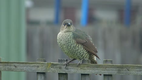 satin bowerbird female perched on wooden fence trellis daytime australia, victoria, gippsland, maffra