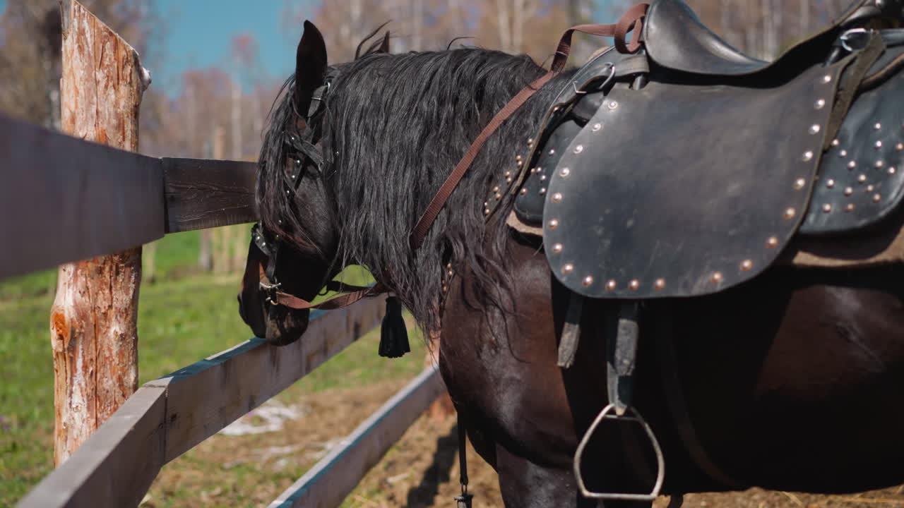 caballo oscuro domesticado con silla de montar de época se encuentra junto a la valla