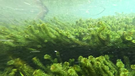 las exuberantes plantas acuáticas se balancean en el agua clara