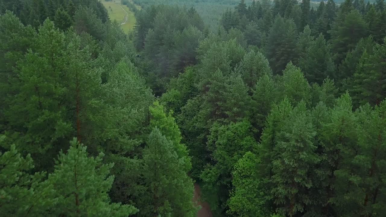 Una vista aerea di una foresta verde e lussureggiante