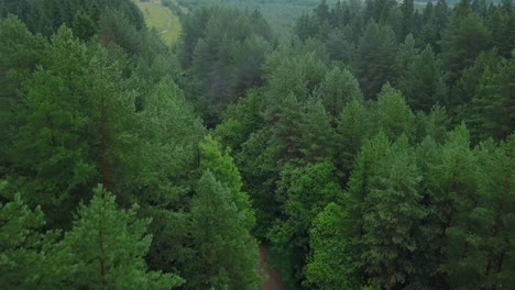 aerial view of a lush green forest