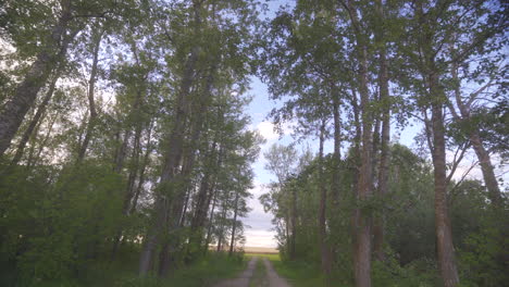 walking through poplar tree path in the countryside