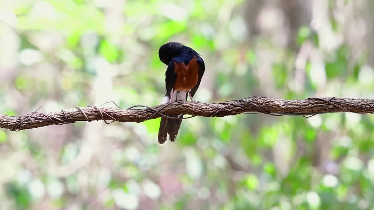 shama de rabadilla blanca encaramado en una vid con fondo bokeo del bosque, copsychus malabaricus, en cámara lenta