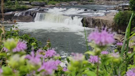 pan from pink flower in the waterfall of ohiopyle in pennsylvania