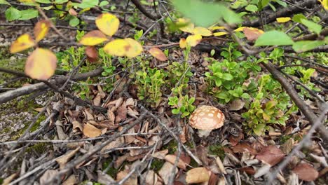 explore the delicate beauty of yakutia as colorful foliage and unique fungi emerge, showcasing the enchanting side of siberian wilderness in fall