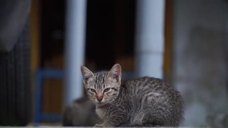un gatito callejero y adormecido