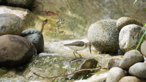 common sandpiper wader bird forages at small waterfall shallow water by big stones