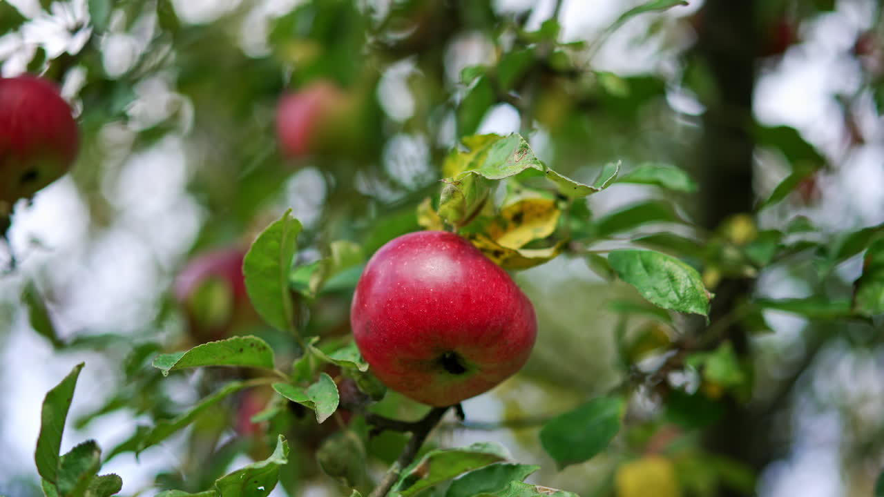 Beautiful ripe red apple hanging from the branch. Close up. Male hand takes the fruit from a tree. Low angle view.