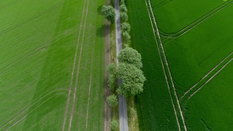 Asphaltierte-Landstraße-Durch-Baumallee-Zwischen-Immergrünem-Frühlingsweizengras-ackerland-Im-Kreis-Skane,-Südschweden