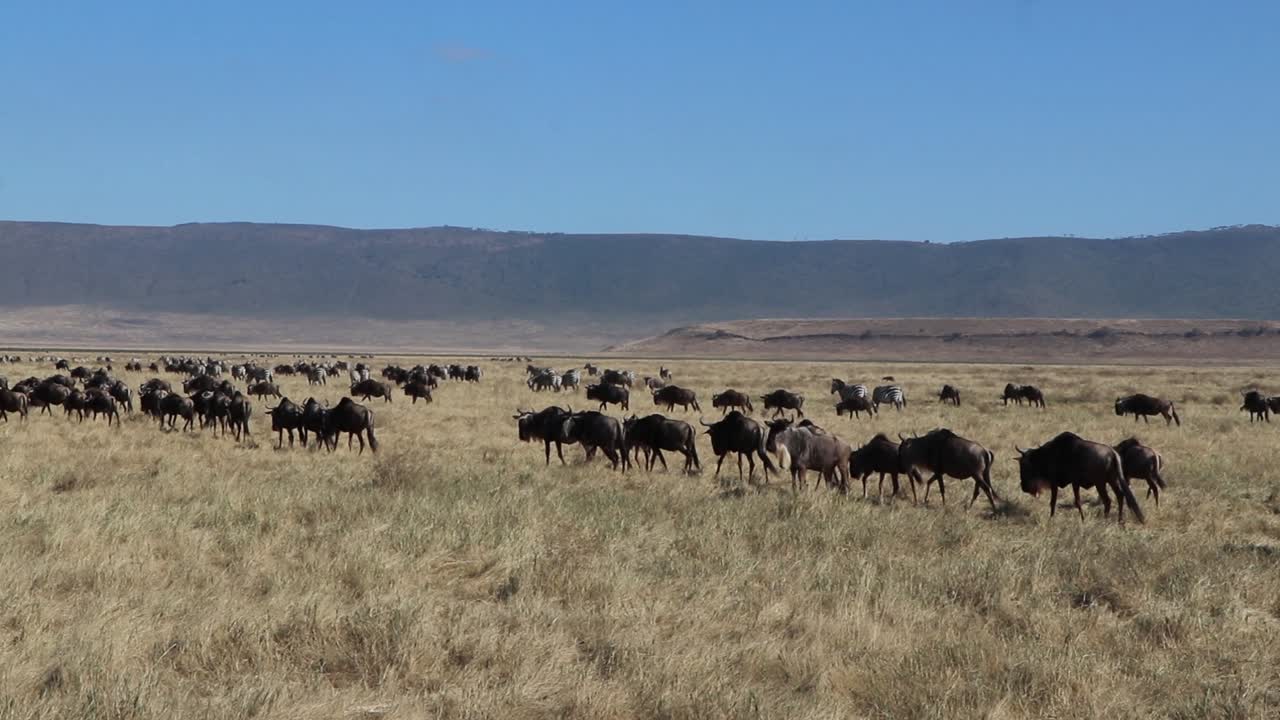 A clip of a herd wildebeest, Connochaetes taurinus or Gnu marching across a open plain during migration season in the Ngorongoro crater Tanzania