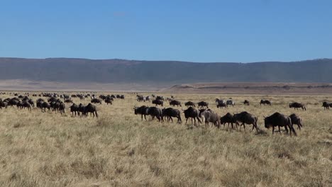 Ein-Clip-Einer-Herde-Gnus,-Bekannt-Als-Taurinus-Oder-Gnus,-Die-Während-Der-Migrationssaison-Im-Ngorongoro-Krater-In-Tansania-über-Eine-Offene-Ebene-Marschiert