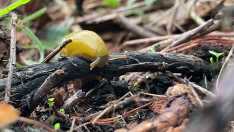 yellow banana slug on a fallen branch